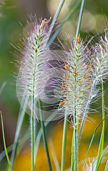 Chinese Fountain grass Pennisetum alopecuroides, flower spikes inclose-up